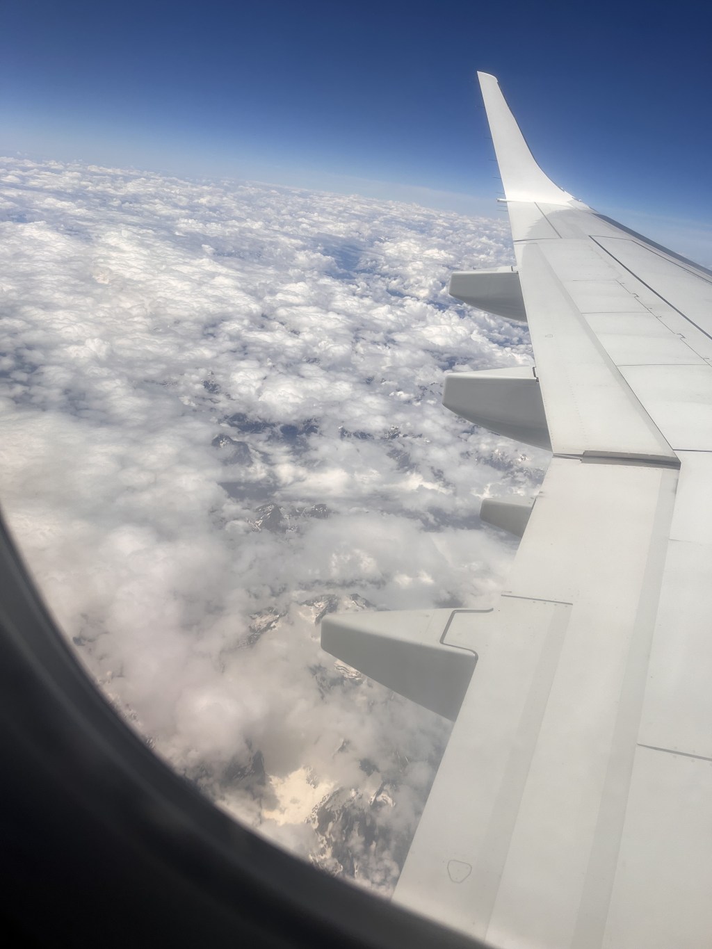 Planning for Flights with Your Service&nbsp;Dog