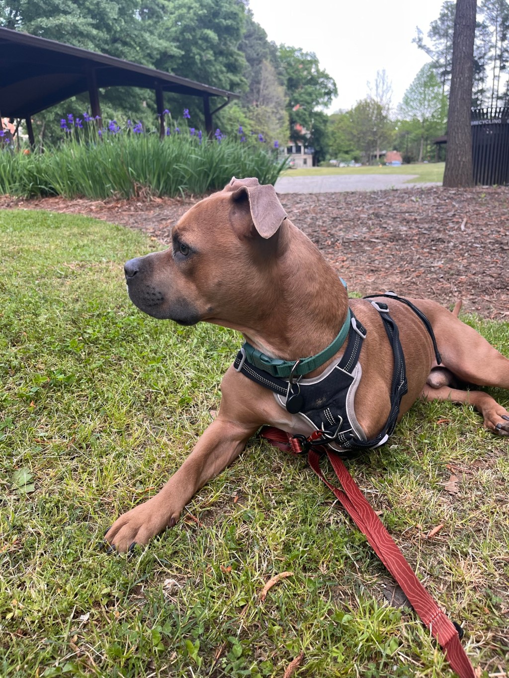 Adaptive Adventures and Fitness – Service Dog&nbsp;Edition