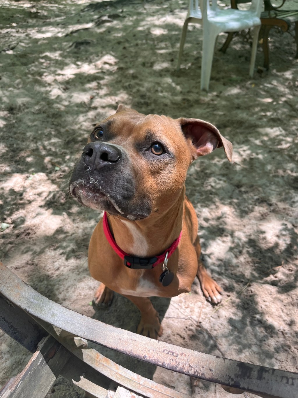 Trail Expansion: How to Safely Increase Your Dog’s Walking Range