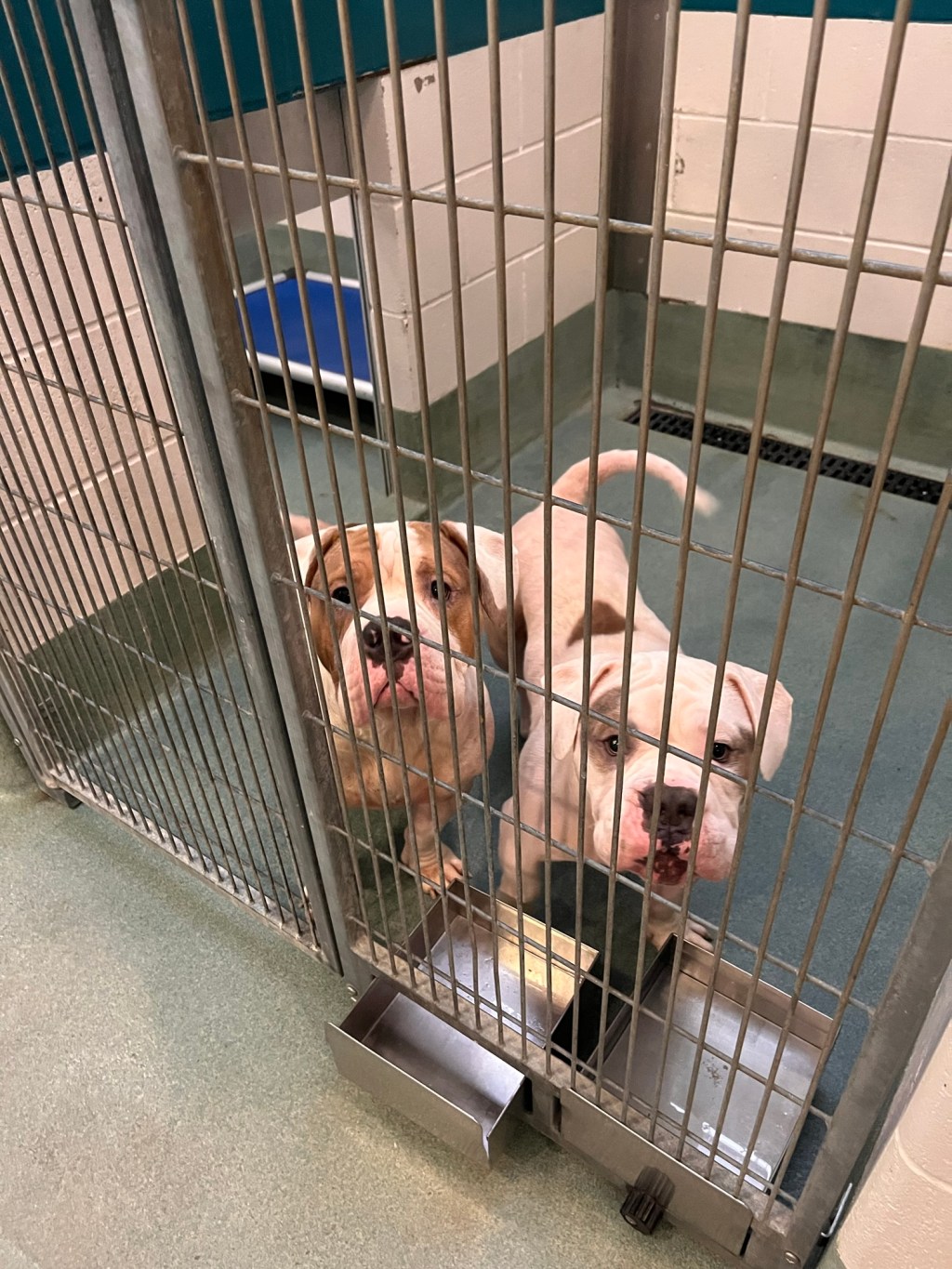 Making a Difference: Why Volunteering at Animal Shelters Matters