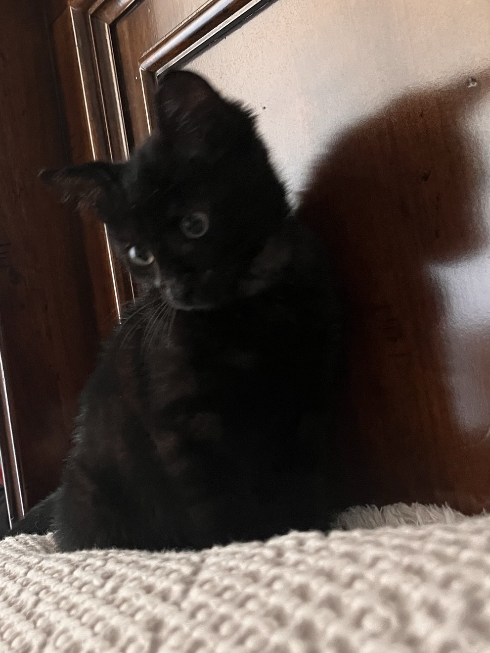 Meet Dain! The Newest Member of Trailblazing Unleashed