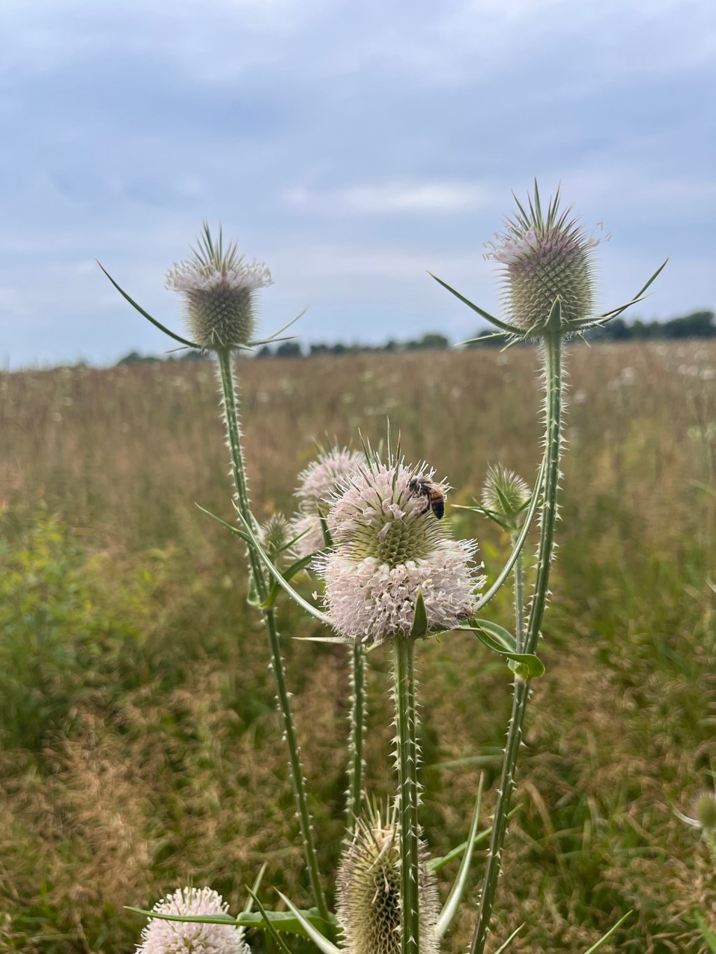 Beat the Heat: How to Protect Nature’s Most Vulnerable Wildlife in a Warming World