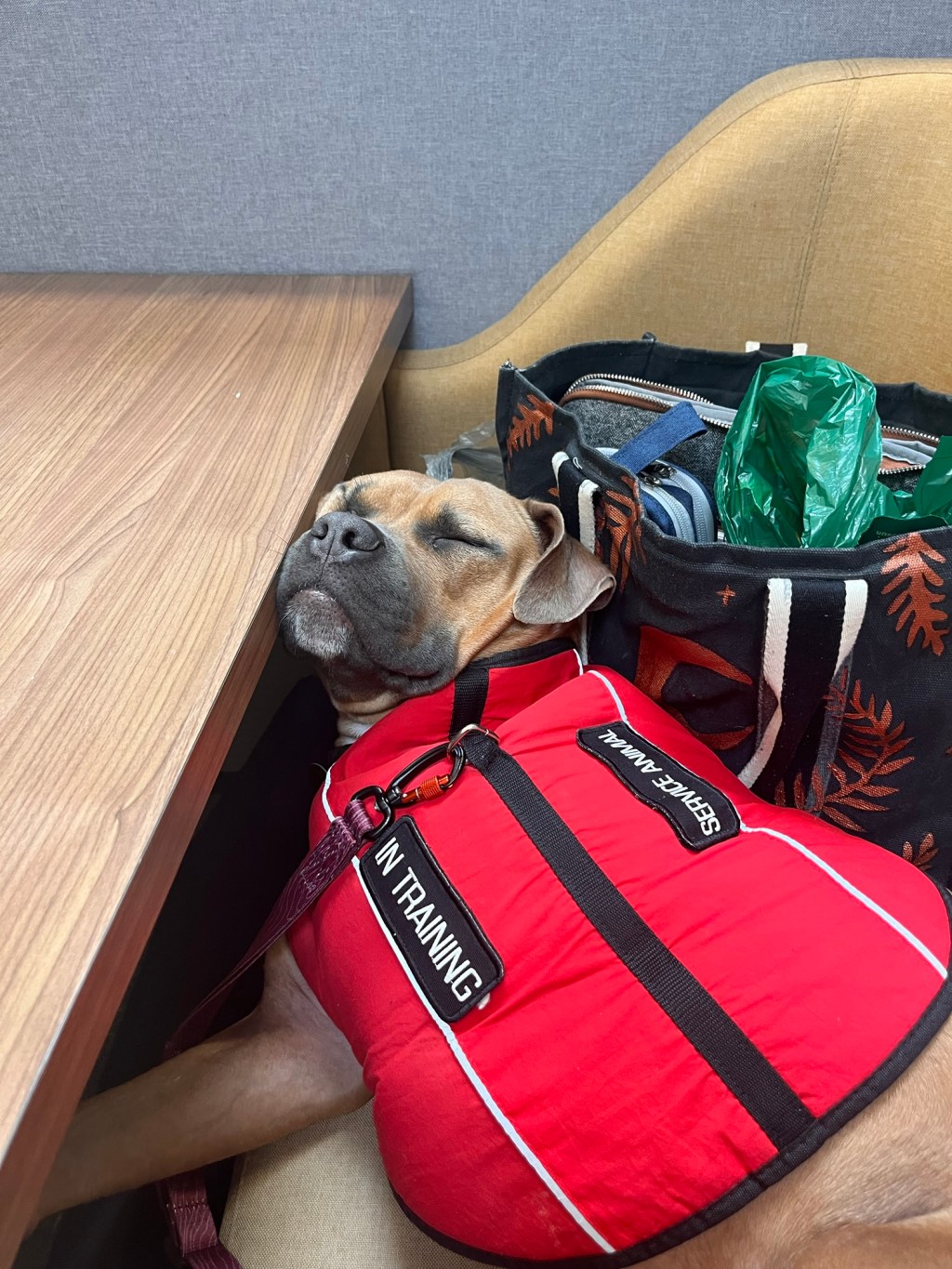 Service Dogs at Work: Navigating Inclusion, Infrastructure, and Invisible Barriers