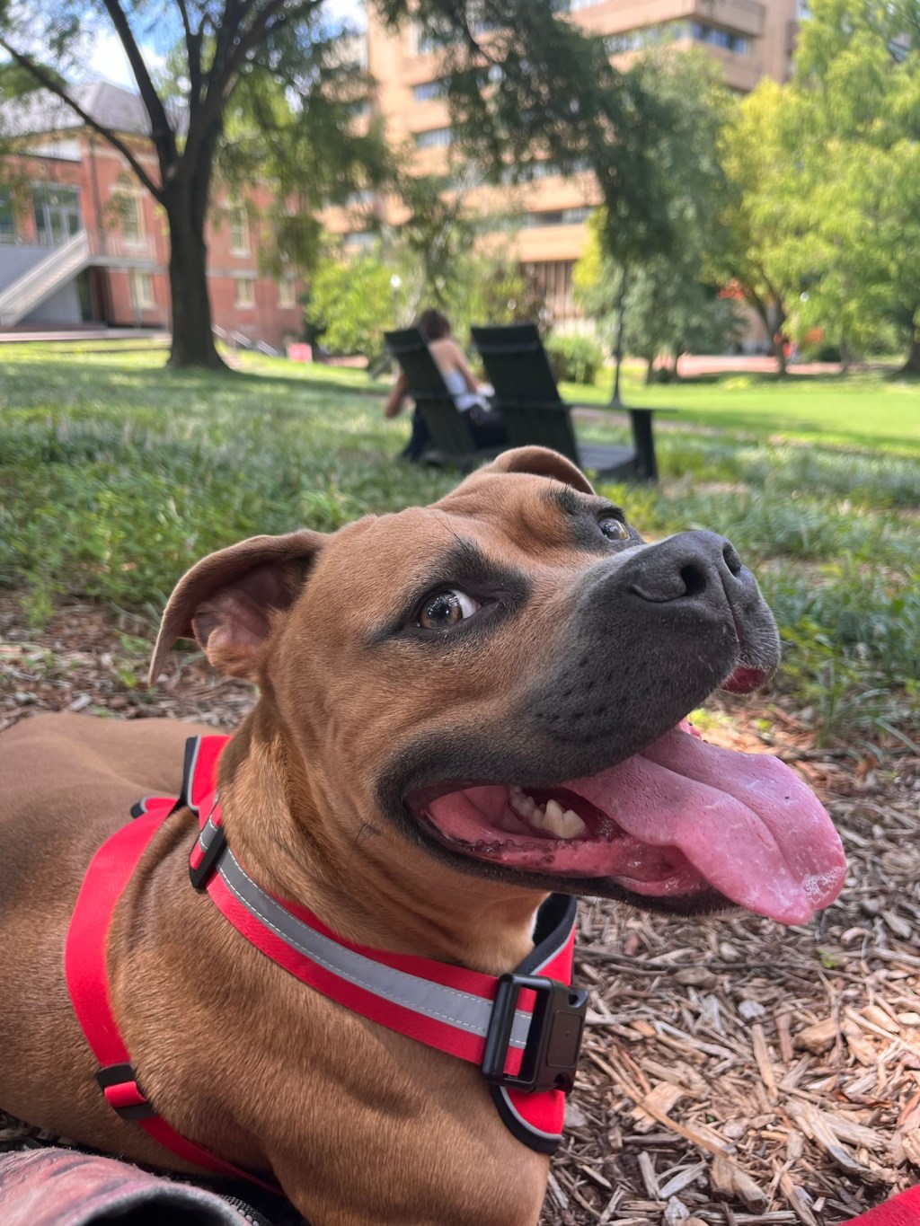 Paws & Planning: Navigating Your Class Schedule with a Service Dog in Hot Conditions