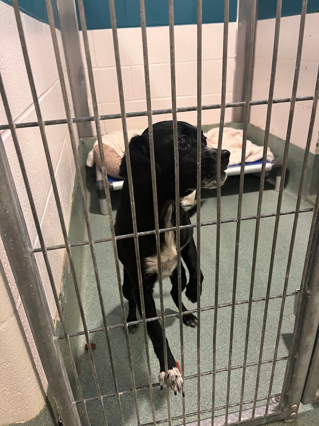 Overcrowding in Animal Shelters: What Happens&nbsp;Now