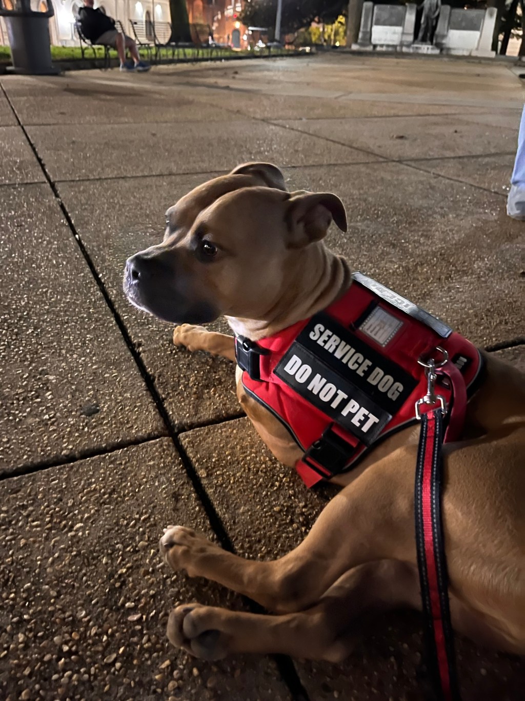 Walking Tours with Your Service&nbsp;Dog